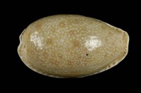 藏品(腰斑寶螺)的圖片